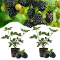 thumbnail image 1 of Set 2 Triple Crown Thornless BlackBerry Plant Live 4-8 Inch Tall, 1 of 6