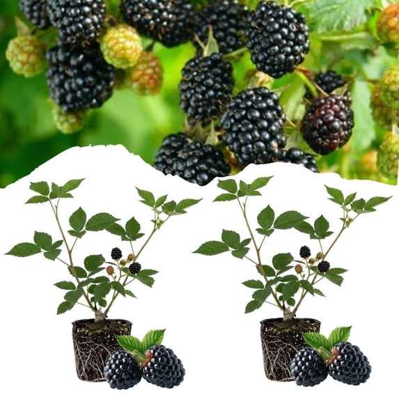 Set 2 Triple Crown Thornless BlackBerry Plant Live 4-8 Inch Tall
