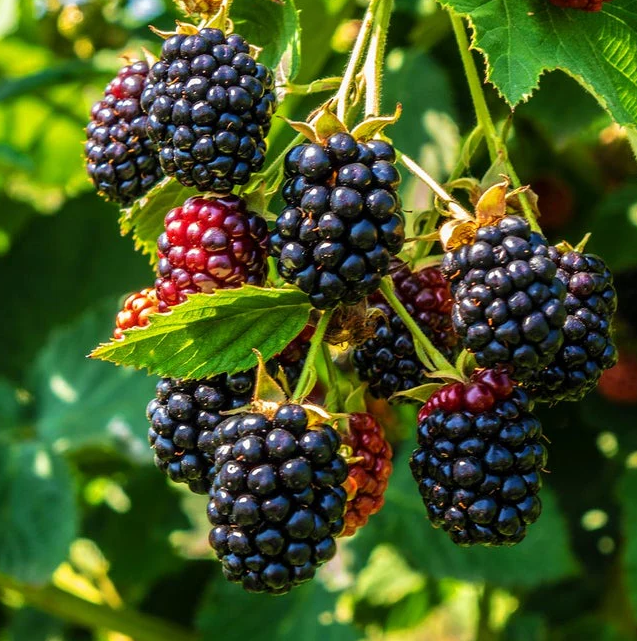 Set 2 Triple Crown Thornless Blackberry Plants Live for Planting, Thornless BlackBerry Plants for Indoor Garden 4 to 6 Inch Tall