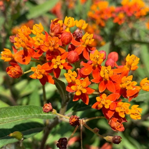 Set 2 Tropical Butterfly Milkweed Plants Live, 4-8 Inch Tall Live Milkweed Plants, Common Orange Fragrant Flowers Asclepias Tuberosa Plant