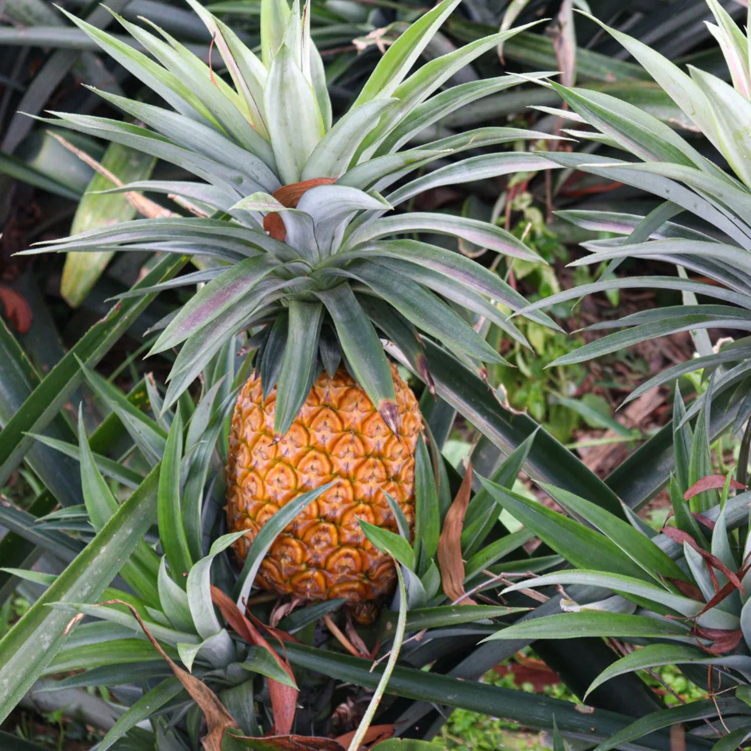 Set 2 Tropical Elite Gold Pineapple Plants Live Perennial Garden, Sweet  Pineapple Trees Live Plants, Hardy Pineapple Fruit Trees to Grow