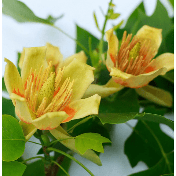 Set 2 Tulip Trees Live for Planting, Liriodendron Tulipifera Trees for Outdoor Garden 6 to 12 Inch Tall in 4 Inch Pot - Not Ship CA, AZ, ID, MT, HI, CO