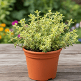 thumbnail image 1 of Set 2 Variegated Lemon Thyme Live Plants, Live Thyme Herb Plant, Green Foliage Herb, 5-7 Inches in Height for Indoor Outdoor Planting, 1 of 6