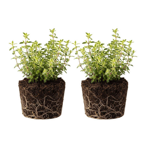 Set 2 Variegated Lemon Thyme Plants Live, Thyme Live Plant, 5 to 7 Inches Tall, Fragrant Herb for Indoor Outdoor Planting