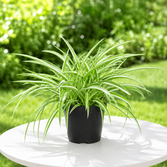 Set 2 Variegated Spider Plugs, Spider Plant Variety Live Plant, Bonnie Curly for Home Garden Planting, 2-4 Inch Tall