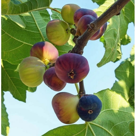 Set 2 Violette de Bordeaux Fig Trees Plants 4-8" Tall for Planting - Figue de Bordeaux - Cold Hardy Fig Tree - Sweet Fruit Tree