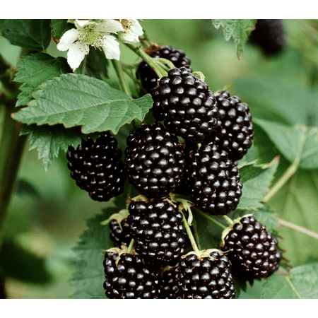 Set 2 Von Blackberry Plants Live for Planting, Blackberries Plants Fruit Bushes Outdoor Garden 4 to 6 Inch Tall