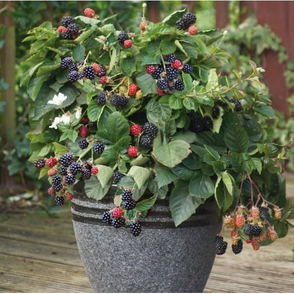 Set 2 Von Thornless Blackberry Plants 4-7" Tall for Planting, Blackberry Bush Tree, Thornless Black Berry Plant, Sweet Fruit Plant for Garden