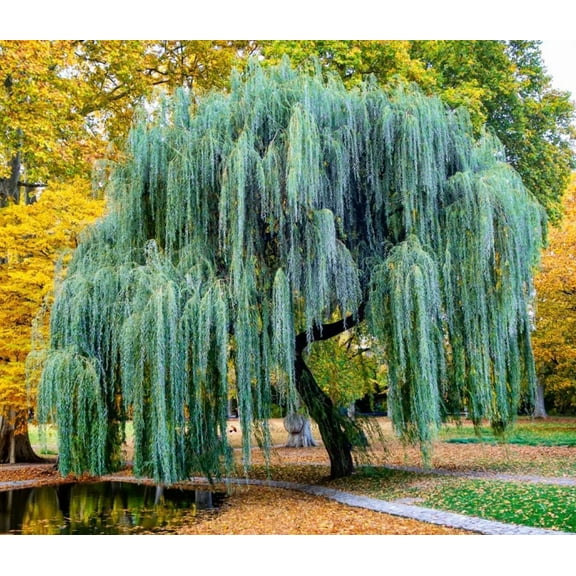 Set 2 Weeping Willow Tree Bare Roots 2-3 Feet Tall, 1 Year Old Willow Plants Live, Winter Dormant, Cold-Hardy, Fast-Growing for Outdoor Planting