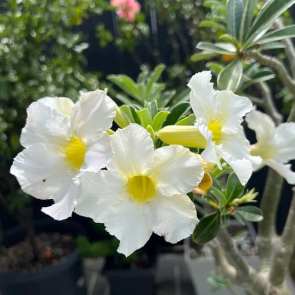 Set 2 White Adenium Double Petals Desert Rose Flower Live Plant, White Desert Rose Live Plant, Desert Rose Flower Plant for Indoor & Ourdoor Decoration