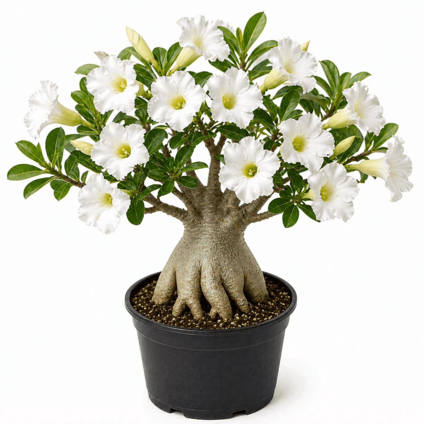 Set 2 White Desert Rose Live Plants 4-6 Inch Tall, Adenium Obesum Plants, White Flowering Succulent for Indoor Outdoor