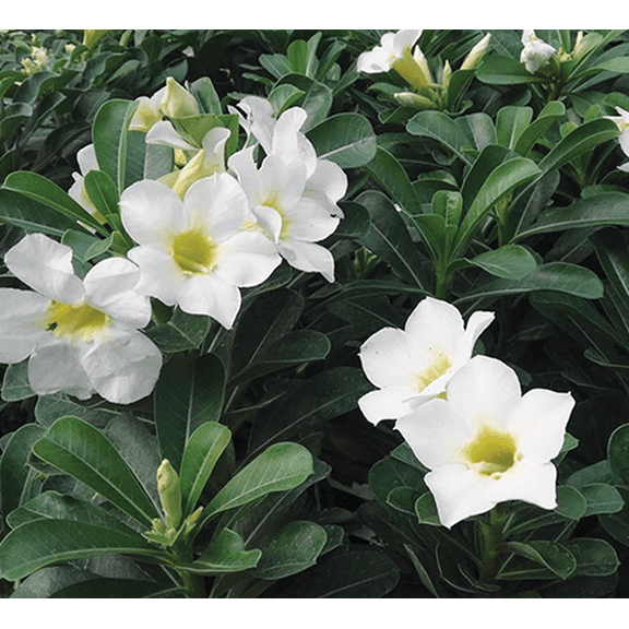 Set 2 White Desert Rose Plants Live for Planting, Desert Rose Plants Adenium Desert Rose Plants for Home Garden 4 to 6 Inch Tall - Dormant in Winter