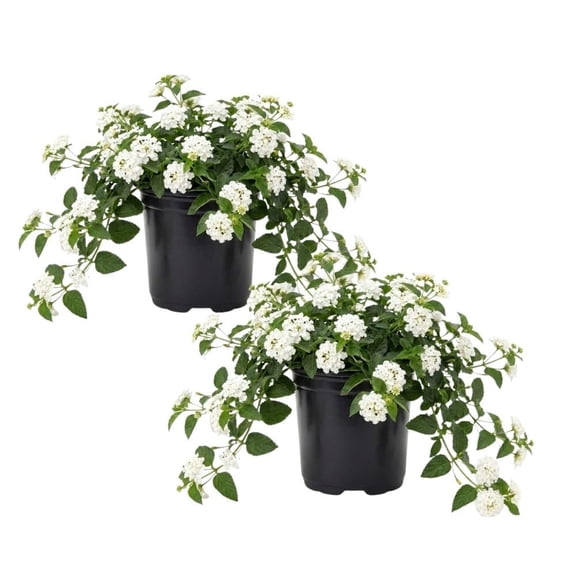 Set 2 White Lantana Live Plant 4-6 Inches Tall, White Lantana Plant Live, Trailing Lantanas Plants, Fragrant Flowers Seedlings, Perennial Flowers Plants for Your Garden