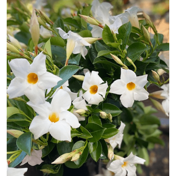 Set 2 White Mandevilla Plants Live for Planting, Mandevilla Plants Tropical Flowering Vine for Outdoor Garden 4 to 6 Inch Tall - Dormant in Winter