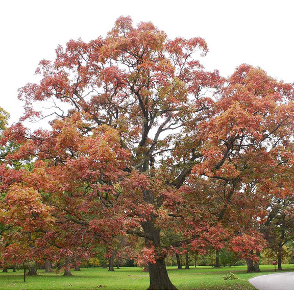 Set 2 White Oak Tree Live Plants Quercus alba Oak Tree Shade Tree Native Tree Garden Plant 12 to 18" Tall 4" Pot, Dormant in Winter
