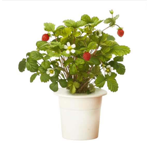 Set 2 Wild Strawberry Plants Live for Planting, Fruit Berry Seedling, Sweet Strawberry Bushes Live Plant Outdoor Planting, 4-6 Inch Tall, 3 Inch Pot