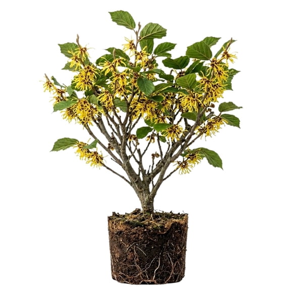Set 2 Witch Hazel Tree, Witchhazel Plant Live, Fragrant Yellow Flower, 12-16'' Height, Hardy Perennial Shrub for Planting, Dormant in Winter