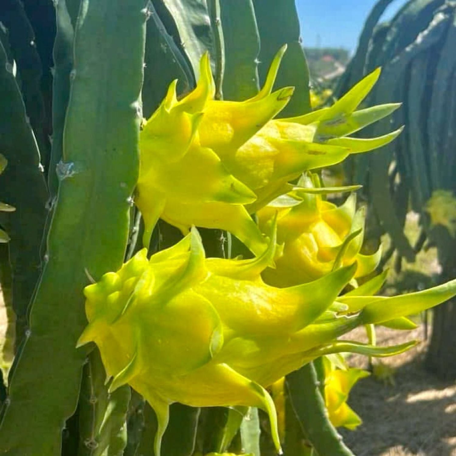 Set-2-Yellow-Dragon-Fruit-