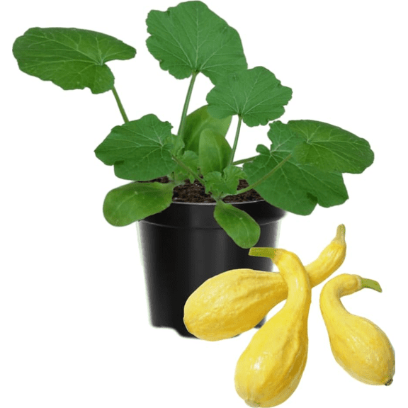 Set 2 Yellow Squash Plants, Yellow Squash Plants in Pot, Live Yellow Zucchini Plants, 2 Squash Plant Bush Zucchini Plants Live for Planting, Yellow Squash Zucchini Seedlings
