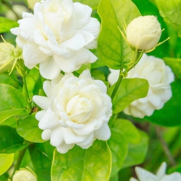 Set 2 of Jasmine Plant Indoor Live, Grand Duke of Tuscany Jasmine Flower Plant between 5 and 7 Inc Tall Garden Growing