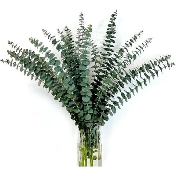 Set of 20Dried Eucalyptus Stems,Natural Dried Eucalyptus,Eucalyptus Leaf Dried Flower Bouquet,Preserved Shower Plant,Artificial Flowers Arrangement,for Home Wedding Birthday Party Vase