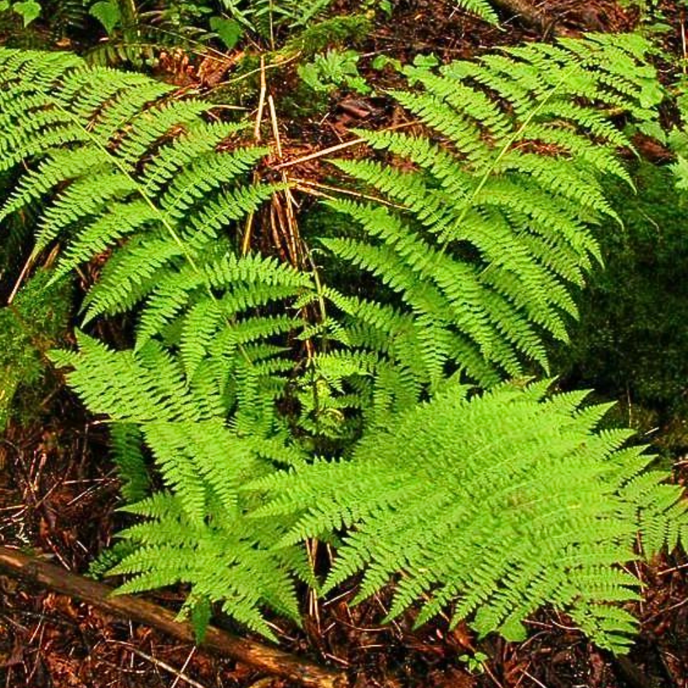 20 Hay Scented Fern Clumps (Dennstaedtia Punctilobula) – Rhizomes For Temperate Gardens – Zone 3