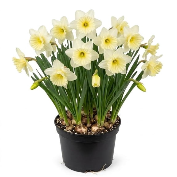 Set 25 Ice Follies Daffodil Bulbs Large Cupped Daffodils Flowers Narcissus Corm Spring Flower Gardening