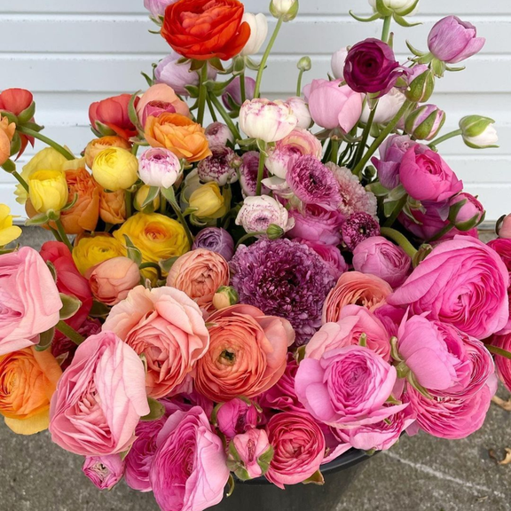 Set 25 Mix Ranunculus Bulbs, Ranunculus Bulbs for Spring Planting, Outdoor Landscape