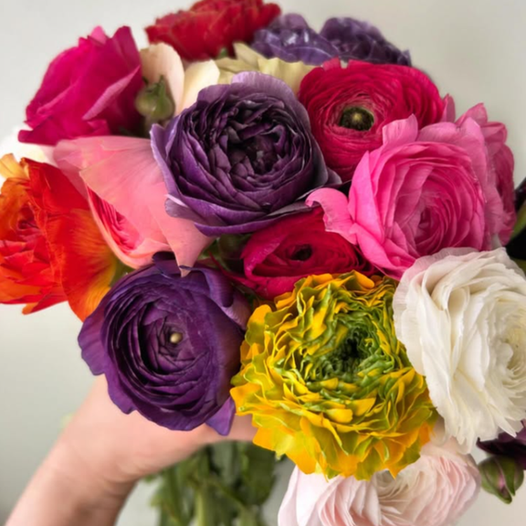 Set 25 Ranunculus Bulb Mix for Planting, Colorful Spring Blooms for Outdoor Garden