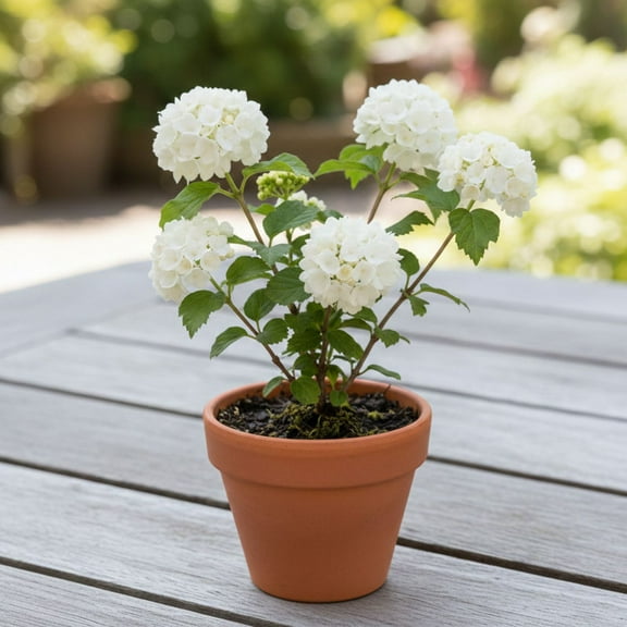 Set 2Viburnum Live Plant, Dormant Eastern Snowball Plant Live, Starter Tree 6-8 Inches Tall for Garden Patio