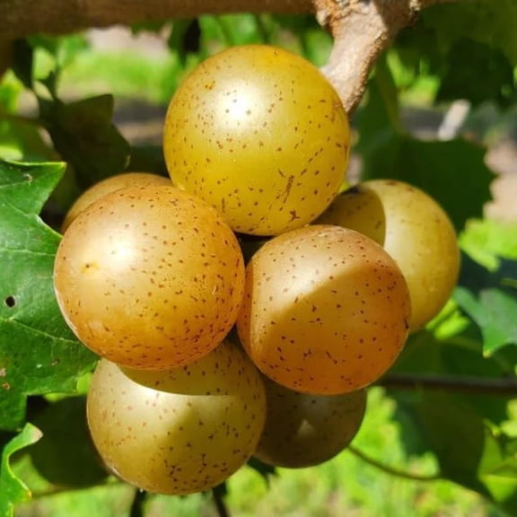 Set 3 Bronze Muscadine Grape Plants Live, 4-6 Inch Tall Well Rooted Vines for Outdoor Planting