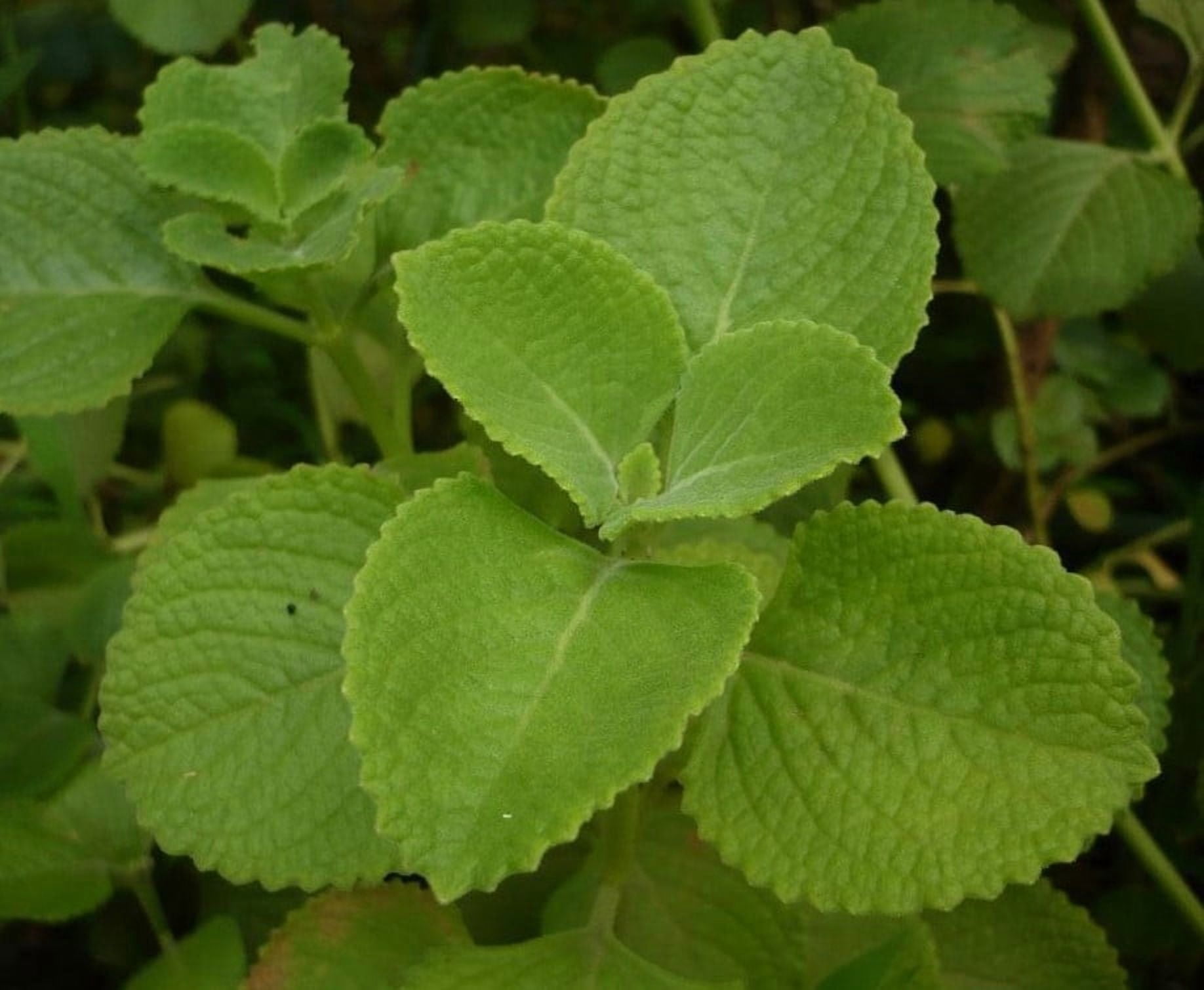 Set 3 Cuban Oregano Plants 4-6" Tall for Planting, Green Oregano ...