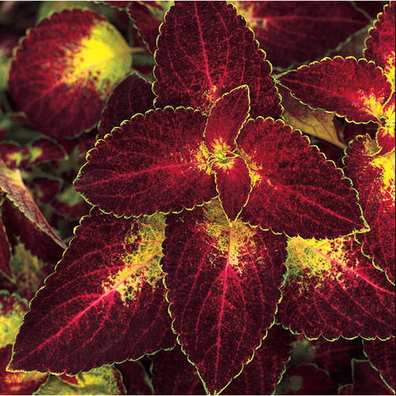 Set 3 Dipt In Wine Coleus Live Plants, Colorful Foliage Houseplant or Outdoor Accent 4 to 6 Inc Tall