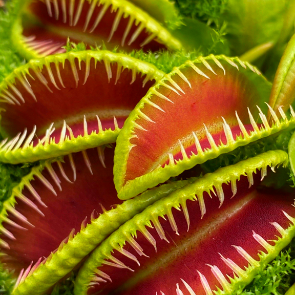 Set 3 Giant Venus Flytraps Live Plants, Well-Started Fly Trap Plants Terrarium Live in Pot, Dionaea Muscipula