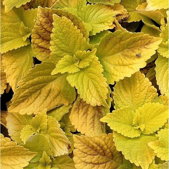 Set 3 Gold Lace Coleus Live Plants, Colorful Foliage Houseplant or Outdoor Accent 4 to 6 Inc Tall