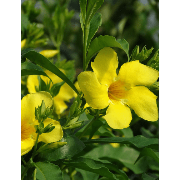Set 3 Golden Butterfly Allamanda Plants Live for Planting, Yellow Trumpet Plant 5-9 Inch Tall Rare Wavy Petals for Garden