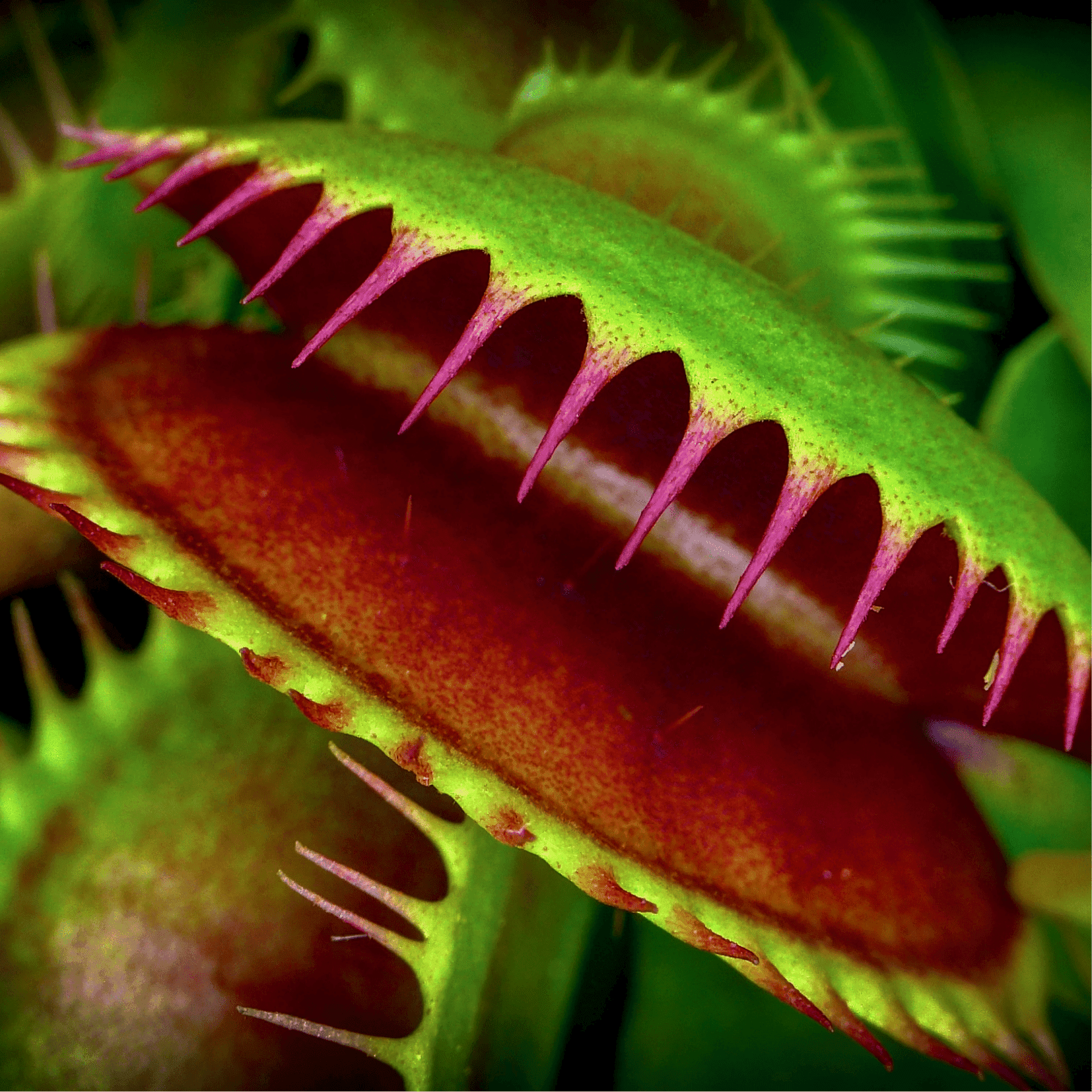 Set 3 Green Venus Flytraps Live Plants,  Small Fly Trap Plants Terrarium Live in Pot, Dionaea Muscipula