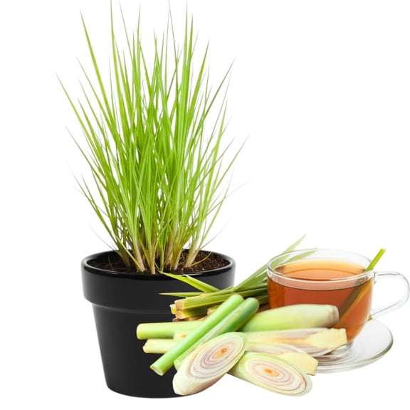 Set 3 Lemongrass Live Plant, Lemon Grass Plants Live, Fragrant Herb Shrub for Planting Outdoors, 4 to 6 Inch Height