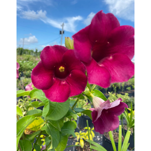 Set 3 Lil Red Allamanda Plants Live for Planting, Allamanda Red Flower Plants 4 to 7 Inc Tall, Vibrant Red Blooms for Garden