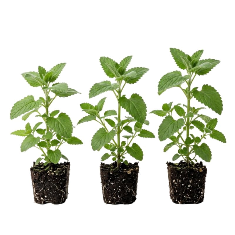 Catnip Plant