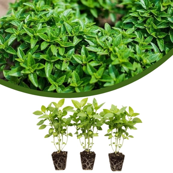 Set 3 Live Greek Basil Plants, Fragrant Basil Seedlings, Sweet Culinary Herb, 3-6 Inches Tall for Planting