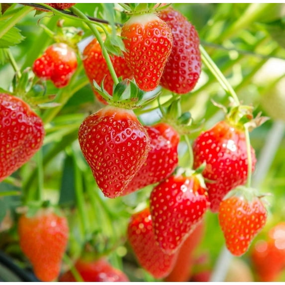 Set 3 Medallion Strawberry Plants 4-8" Tall for Planting, Cold-hardy Strawberry, Sweet Strawberry for Garden