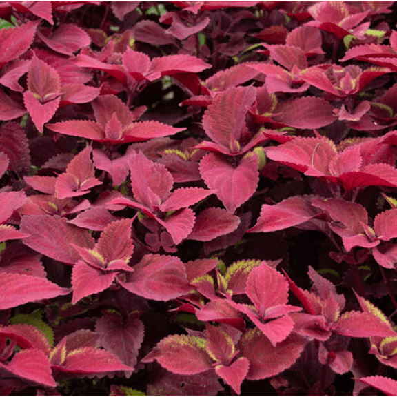 Set 3 Ox Blood Coleus Live Plants, Colorful Foliage Houseplant or Outdoor Accent 4 to 6 Inc Tall