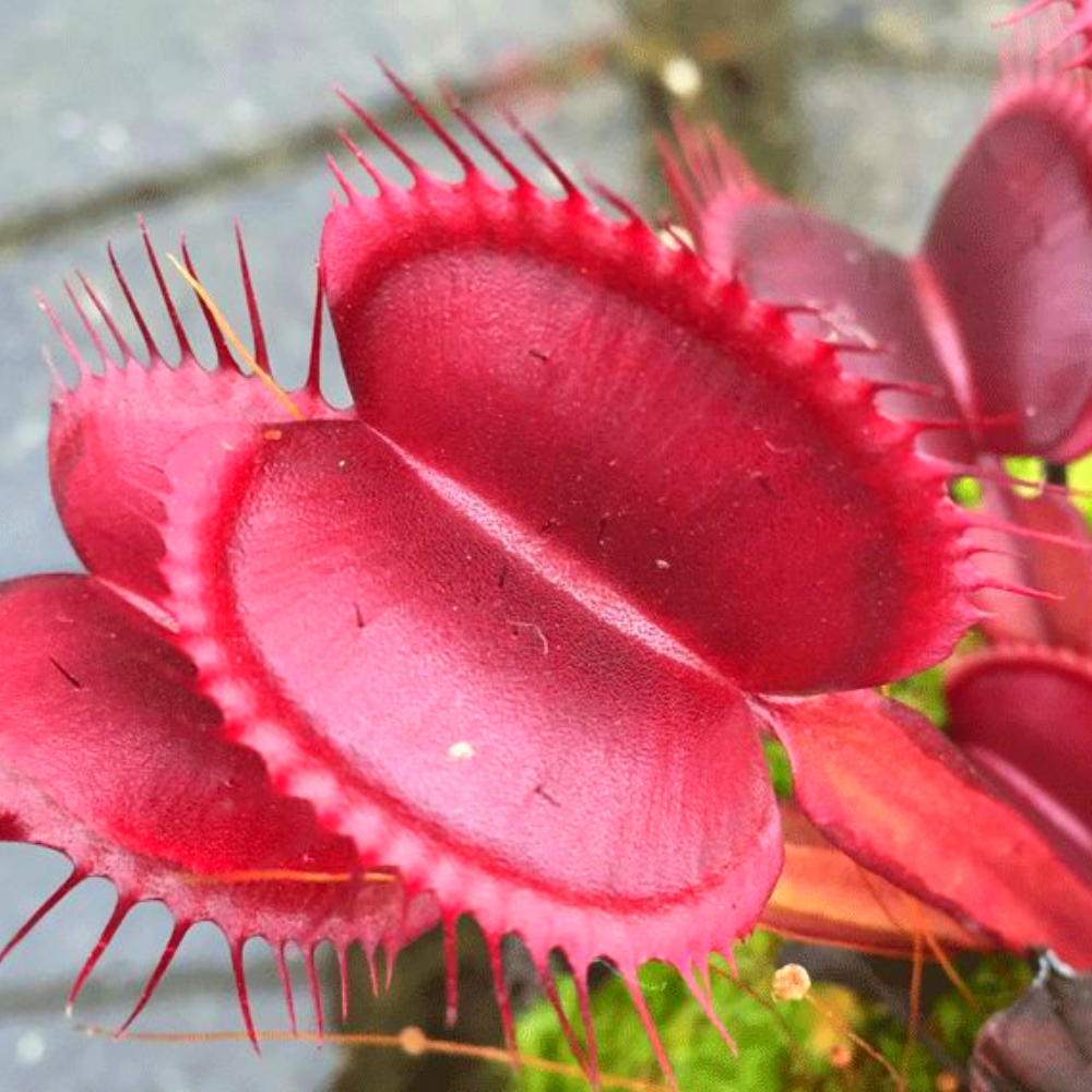 Set 3 Red Dragon Venus Flytraps Live Plants,  Well-Started Fly Trap Plants Terrarium Live in Pot, Dionaea Muscipula