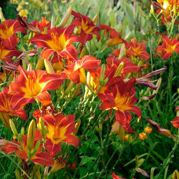 Set 3 Red Volunteer Daylily Live Plants, Hardy Reblooming Daylily for Planting