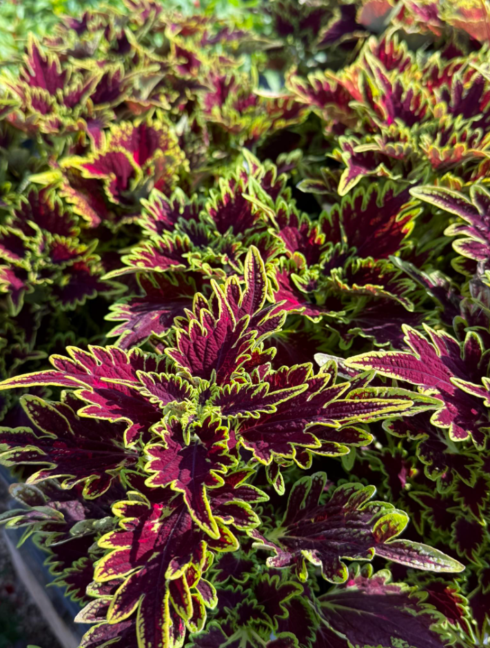 Set 3 Robyn Coleus Live Plants, Colorful Foliage Houseplant or Outdoor  Accent 4 to 6 Inc Tall - Walmart.com