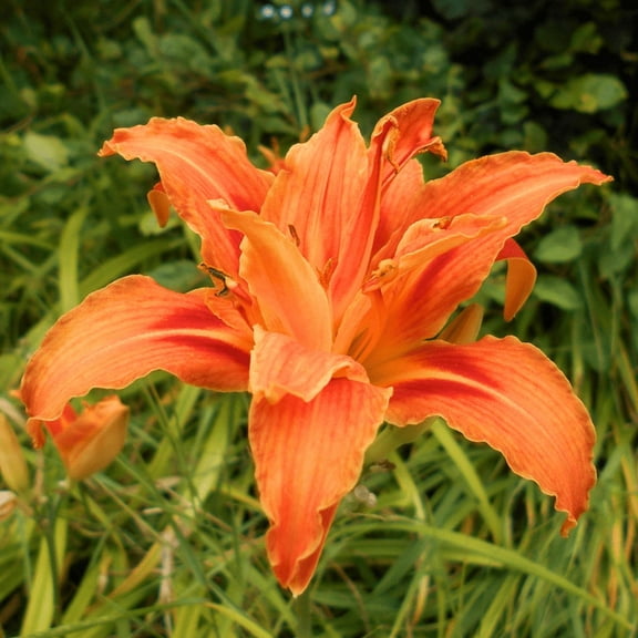 Set 3 Root Double Orange Bloom Daylily Live Plant, Perennial Orange Flowering Blooms