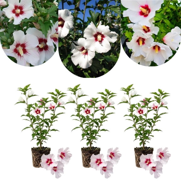Set 3 Rose of Sharon Plant 2 Inches, Mixed Red White Flowering Althea Seedlings Plant, Flowering Shrub for Outdoor Landscaping