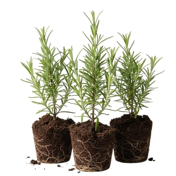 Set 3 Rosemary Plants, 3 to 6 Inch Tall Starter Plant, Without Pot, Rosemary Herb Plant for Garden