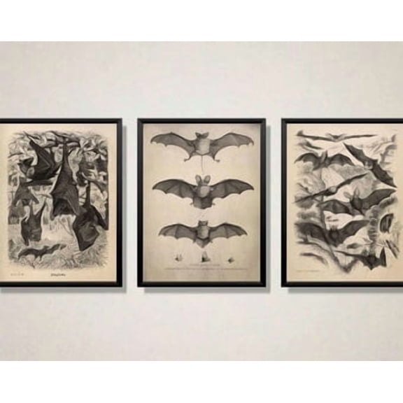 Set of 3 Vintage Prints Bats Poster Vintage Wall Art Halloween Gothic Horror Wall Decoration Country House Wall Decoration Cottagecore Art Print, Poster Only